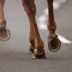 close up of horses hooves running on asphalt